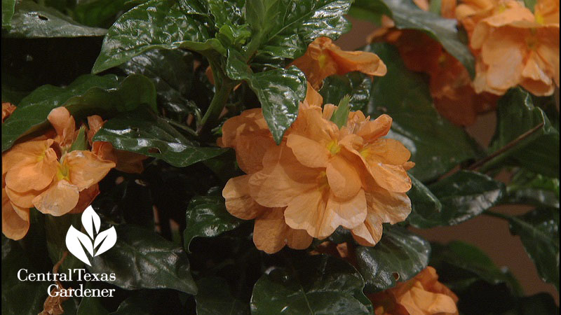 'Orange Marmalade' crossandra Central Texas Gardener copy