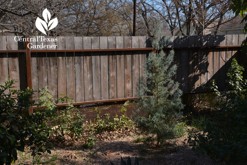cedar fence with metal screening Central Texas Gardener