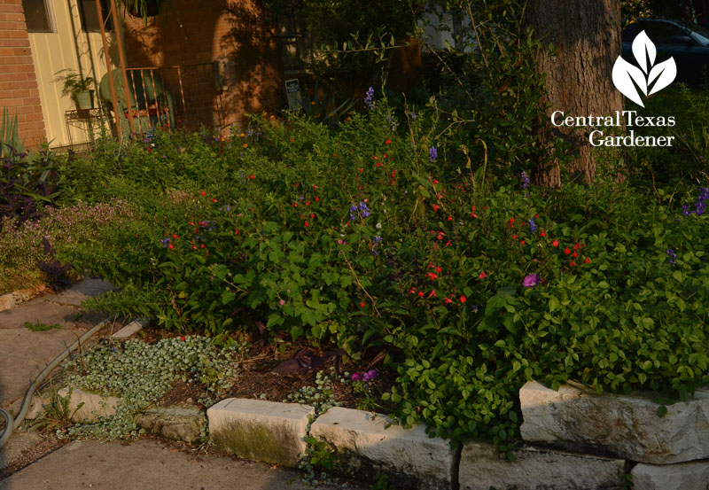 driveway garden salvia asters Central Texas Gardener