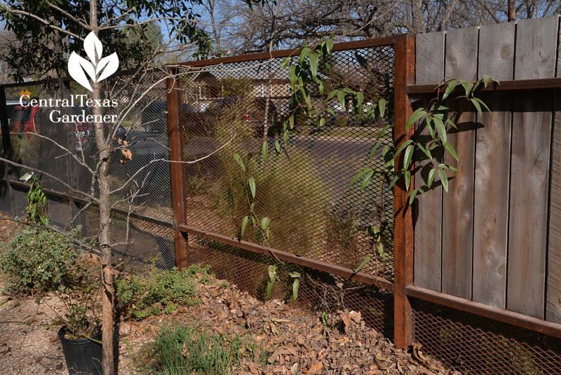 open metal mesh fence Central Texas Gardener