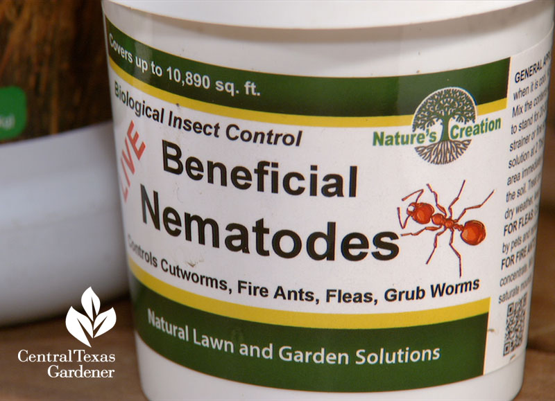 beneficial nematodes fire ant control Central Texas Gardener