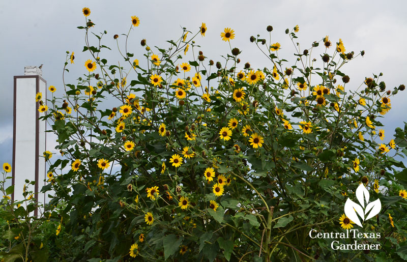 chimney swift sunflowers Central Texas Gardener
