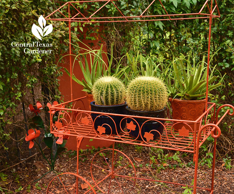 golden barrel cactus orange trolley blue pots Central Texas Gardener