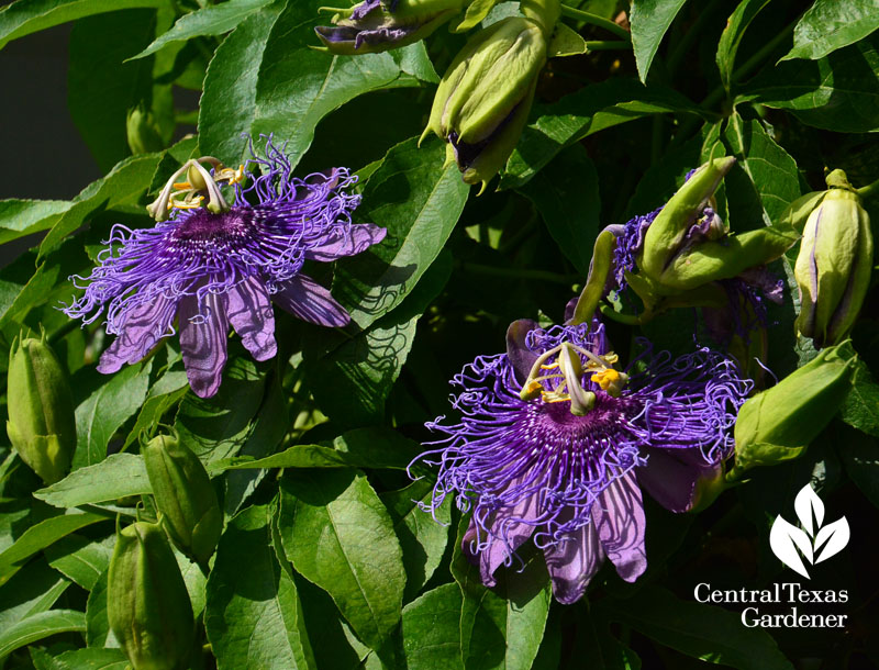 purple passion vine Central Texas Gardener