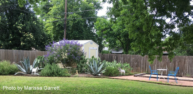 Agaves healthy after shading Central Texas Gardener