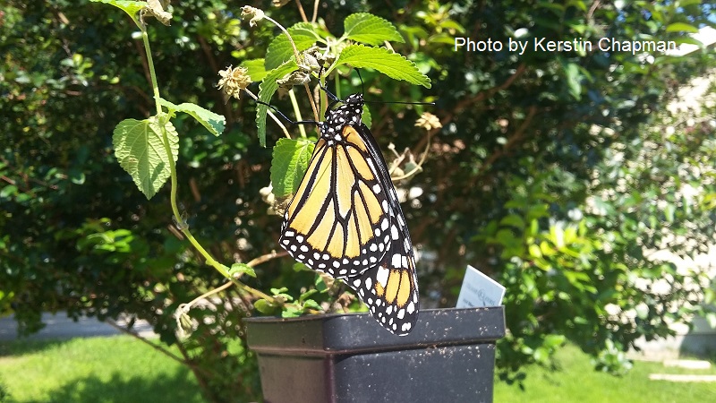 Monarch butterfly on Gregg's mistflower Central Texas Gardener