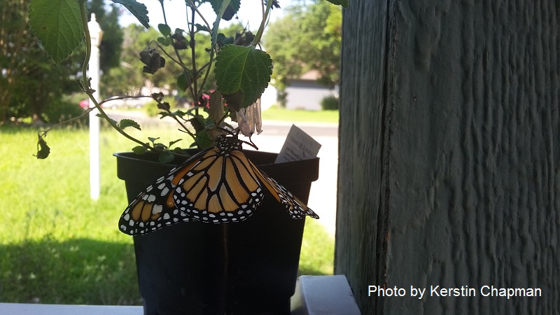 Monarch butterfly on trailing lantana Central Texas Gardener