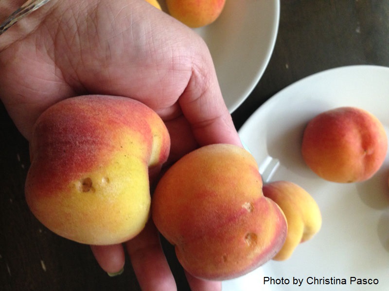 animal damage to peaches Central Texas Gardener