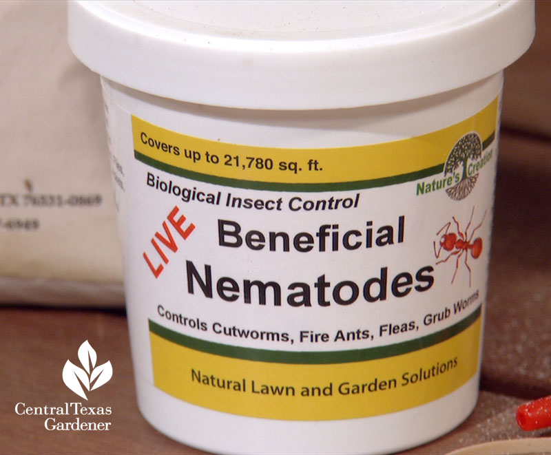 beneficial nematodes grub worm control Central Texas Gardener