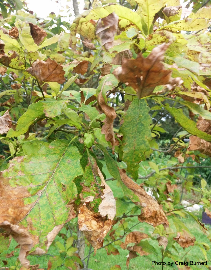 brown leaves chinkapin oak Central Texas Gardener