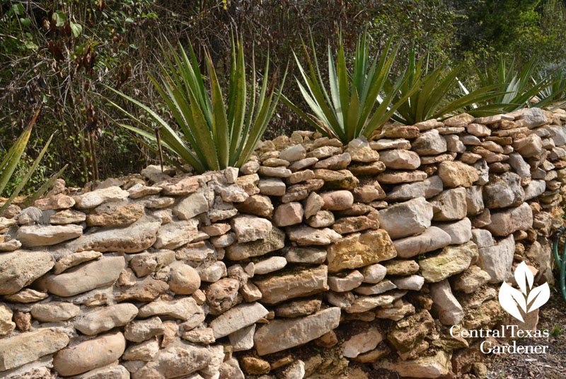 dry stack wall agaves on top Central Texas Gardener