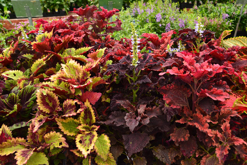 Coleus Central Texas Gardener