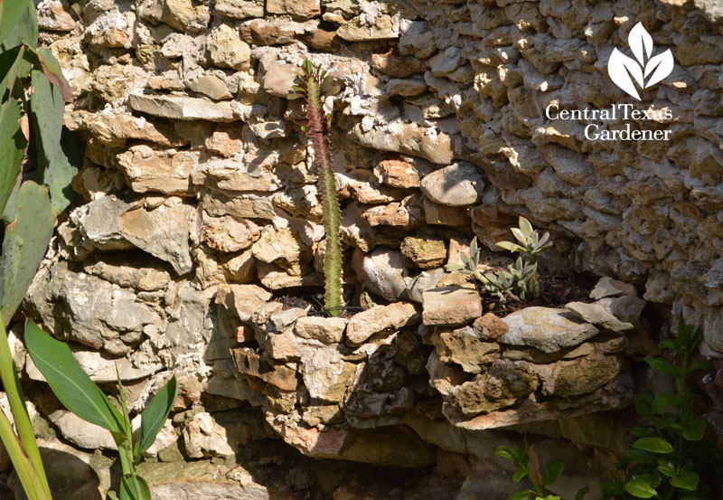 succulents in rock wall niches Central Texas Gardener