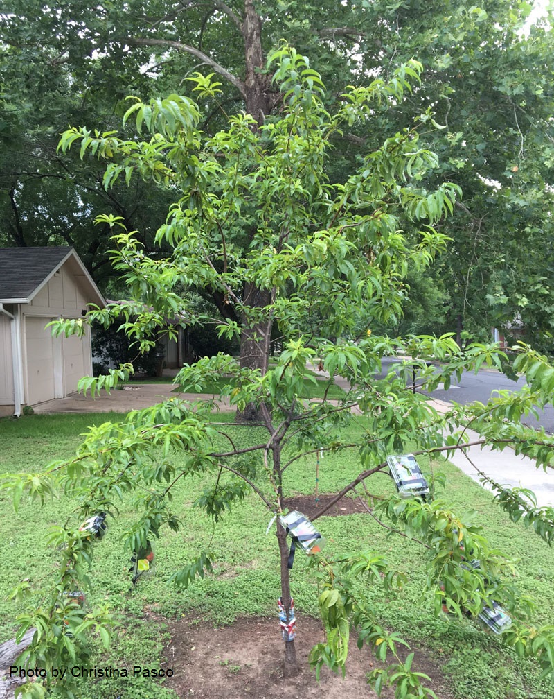 two year old peach tree with baskets protect from critters Central Texas Gardener