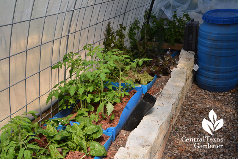 wicking bed 55 gallon drums Central Texas Gardener