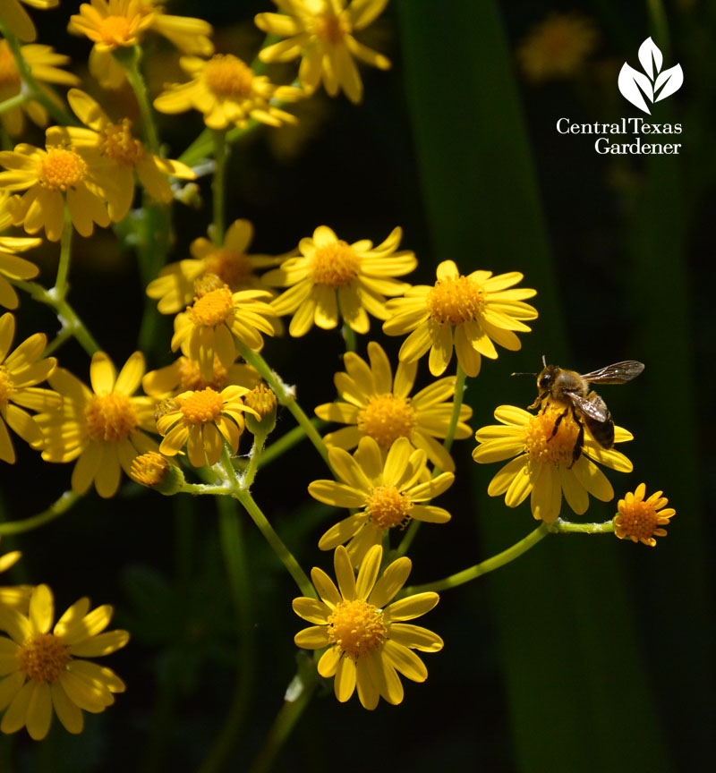 bee on golden groundsel Packera obovata Central Texas Gardener