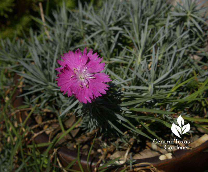 why dianthus rot Central Texas Gardener
