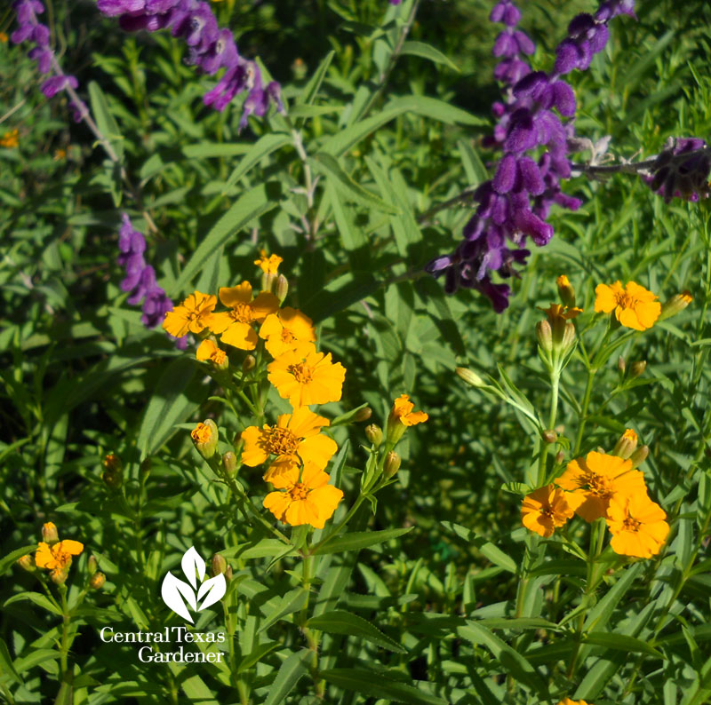 Mexican mint marigold and Salvia leucantha Central Texas Gardener