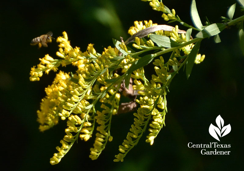 bee on goldenrod Central Texas Gardener