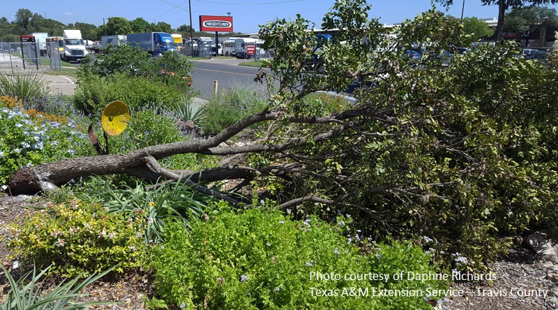mountain laurel fall over branch break Central Texas Gardener