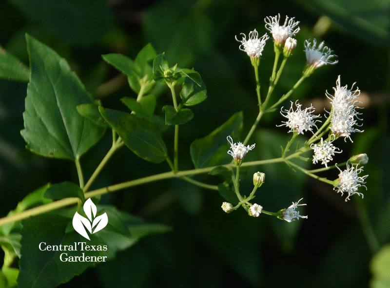native white mistflower, shrubby boneset Central Texas Gardener