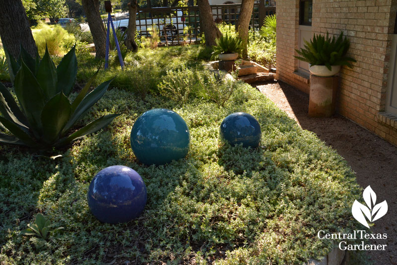 wooly stemodia blue ornamental balls raised bed Central Texas Gardener