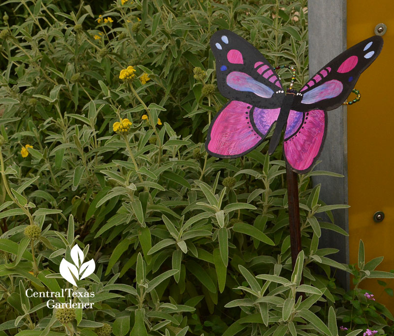 Jerusalem sage butterfly garden Dell Children's Central Texas Gardener