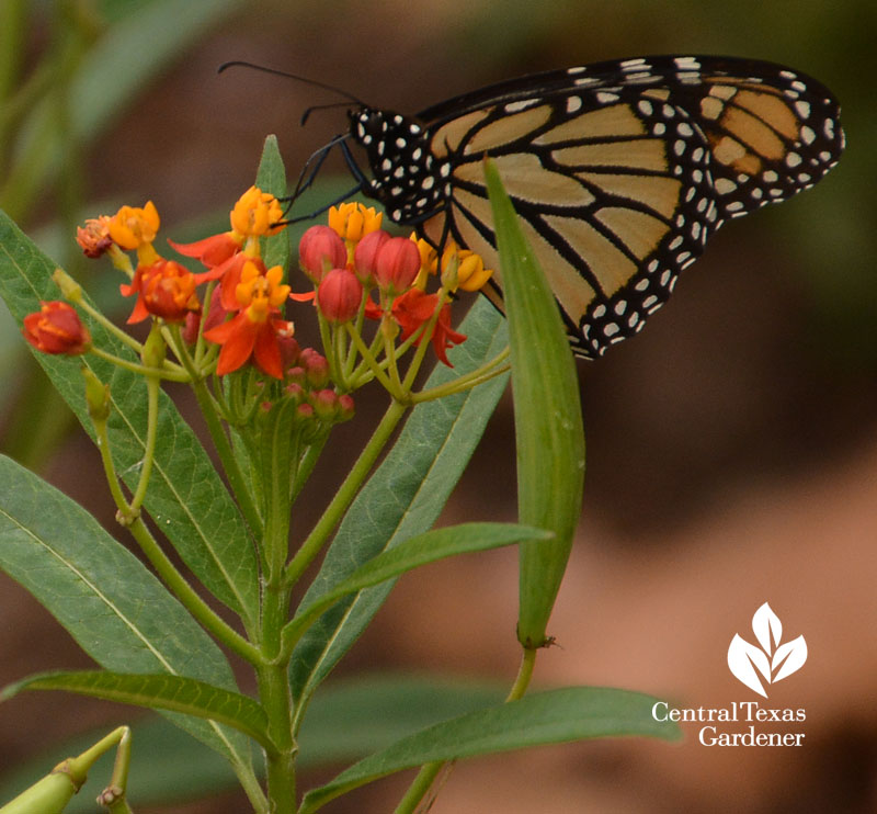 Monarch butterfly tropical milkweed Central Texas Gardener