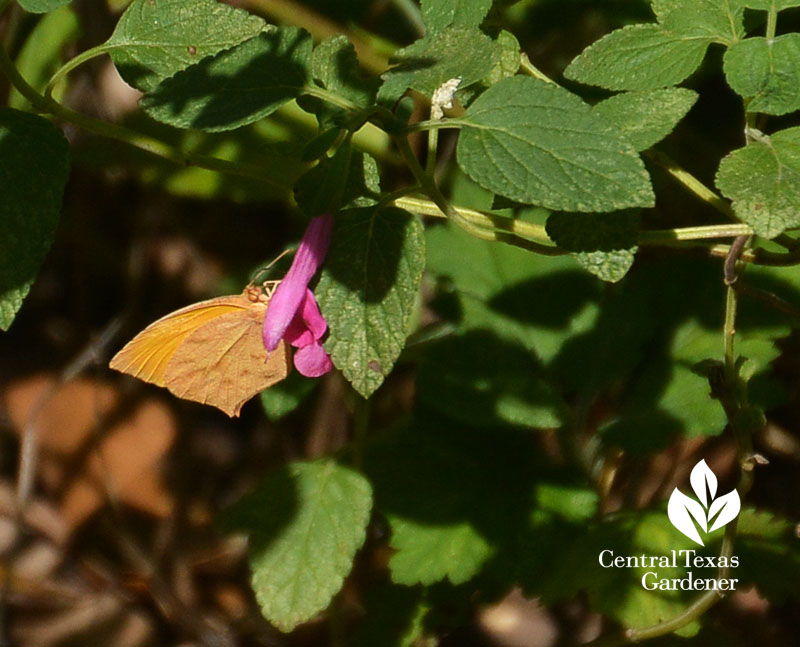 Tailed Orange butterfly on La Trinidad Pink microphylla Central Texas Gardener