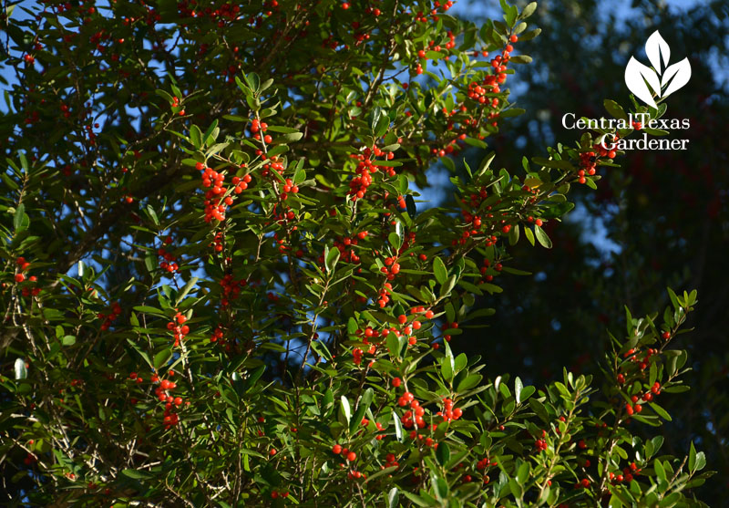 Yaupon holly berries Central Texas Gardener