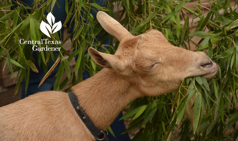 goat eating bamboo Central Texas Gardener