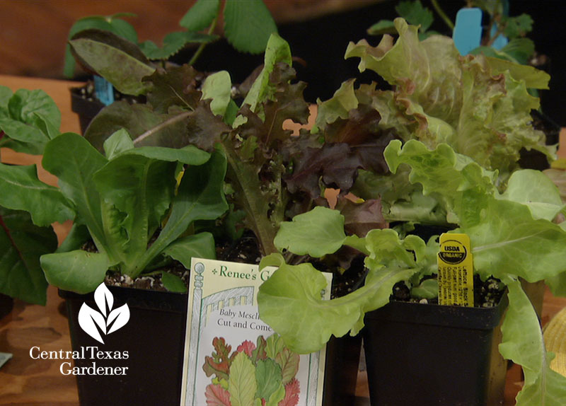 lettuce transplants and seeds Central Texas Gardener
