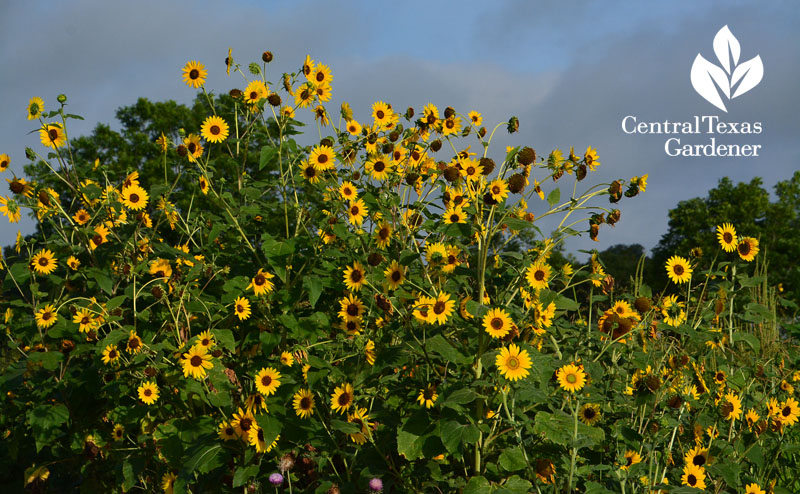sunflowers Central Texas Gardener