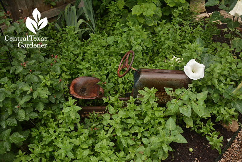 tractor garden art with datura, raspberry mint Central Texas Gardener