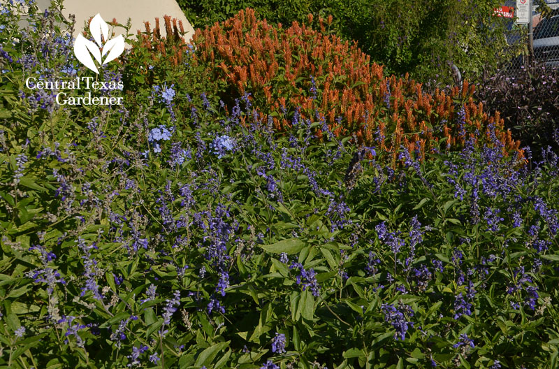 Salvia farinacea and orange shrimp plant Central Texas Gardener