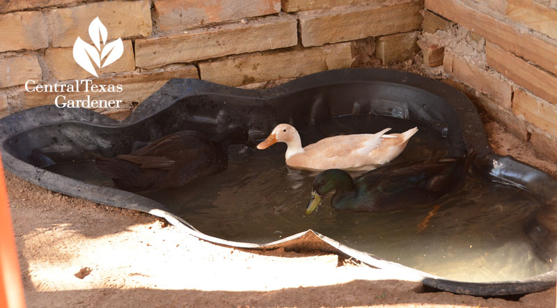 little duck swimming pool Central Texas Gardener