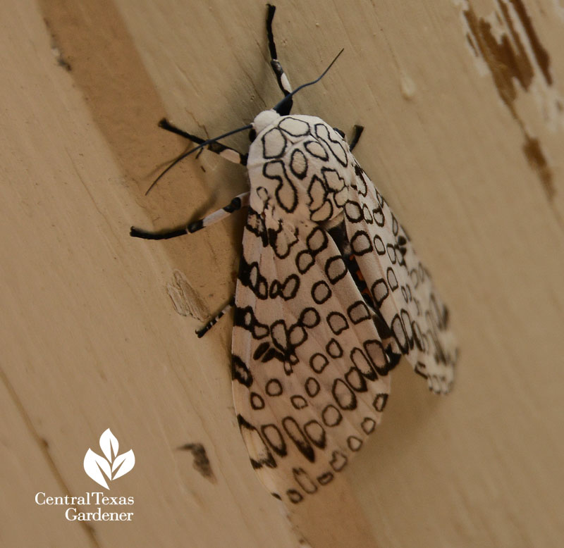 Giant Leopard moth Central Texas Gardener