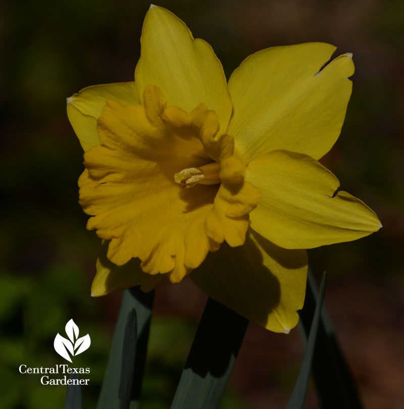 Narcissus Marieke open flower Central Texas Gardener