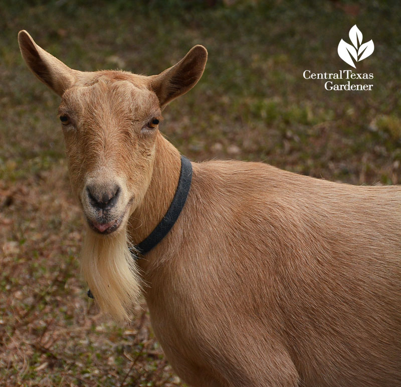 Nigerian Dwarf goat smiling Central Texas Gardener