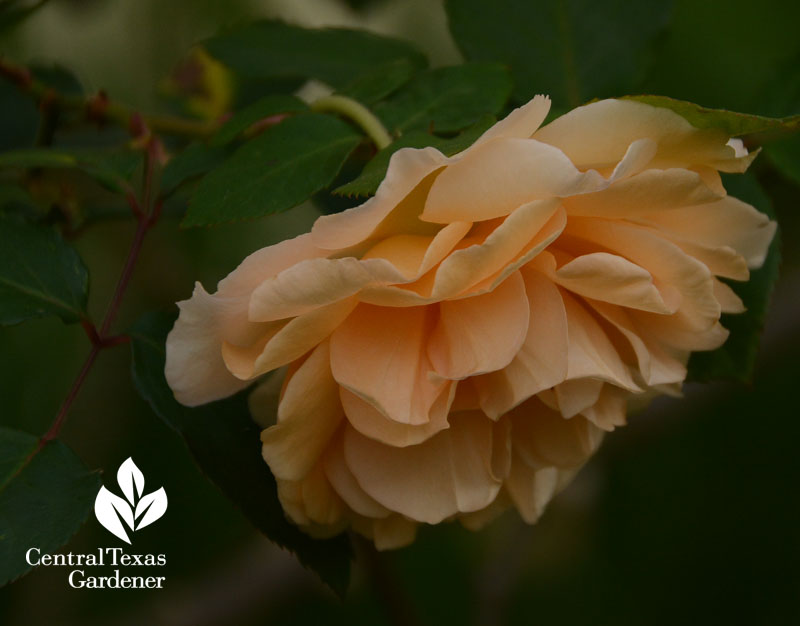 Rose Buff Beauty Central Texas Gardener