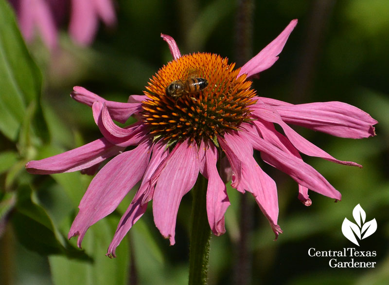 bee-on-native-coneflower-Central-Texas-Gardener1