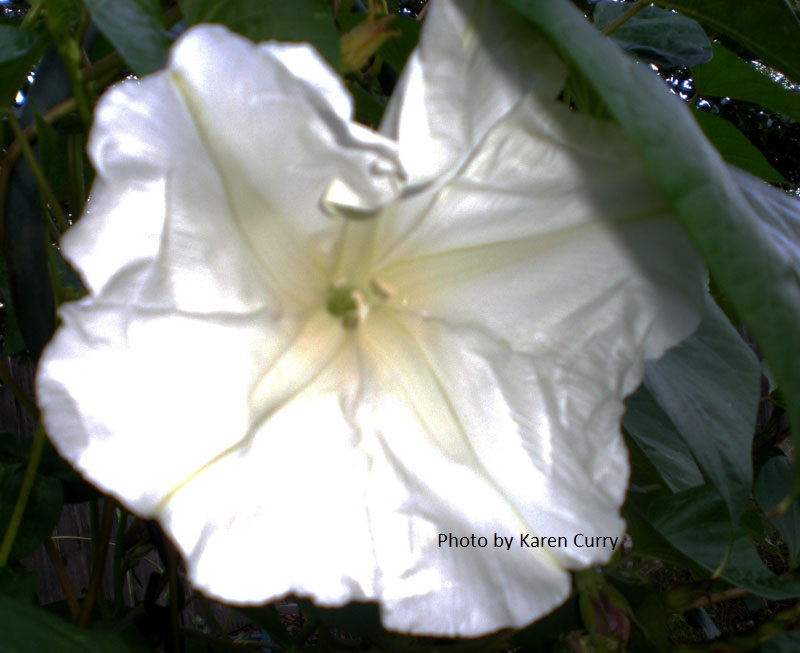 annual moonflower picture by Karen Curry