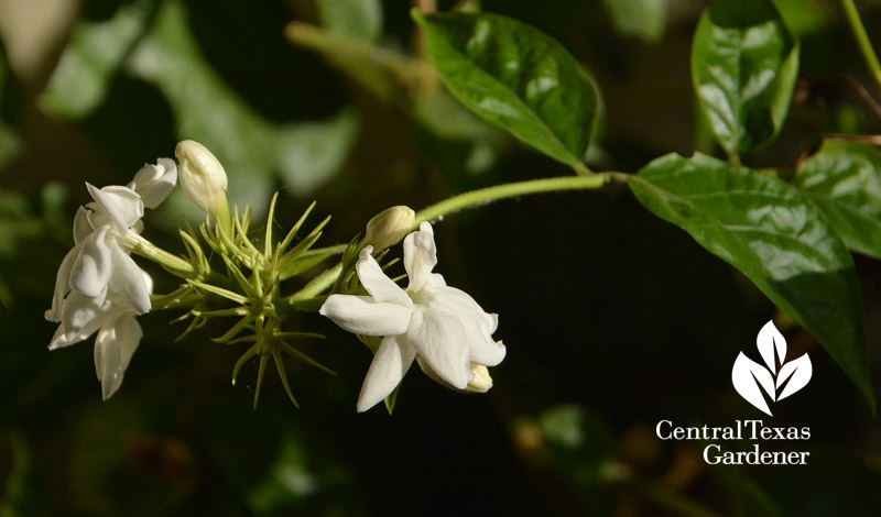 sambac jasmine flower Central Texas Gardener