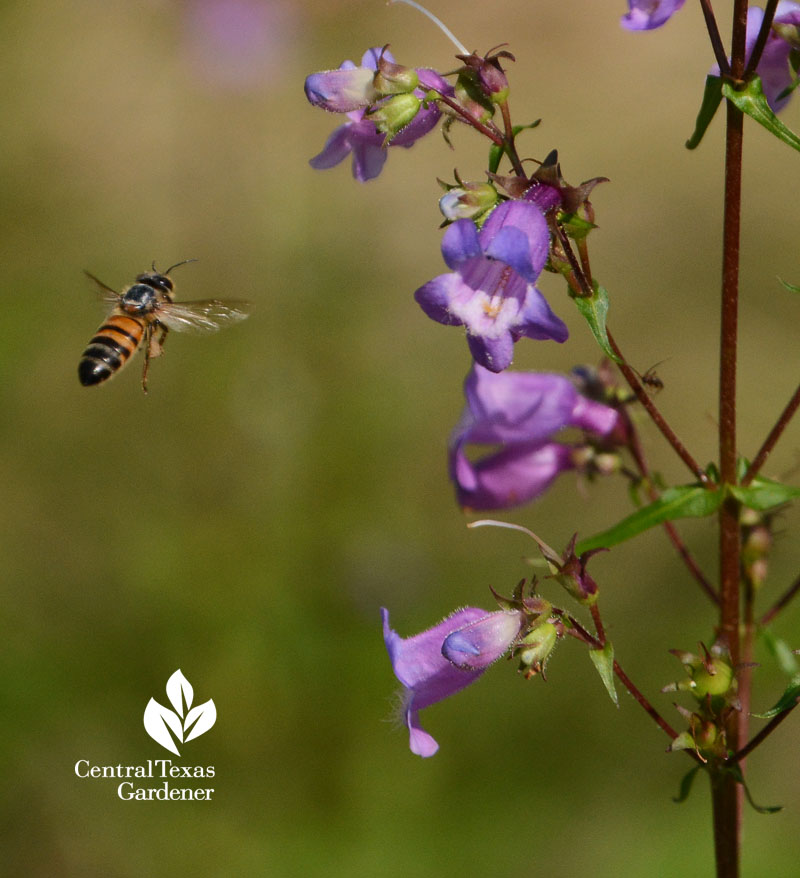 Gulf penstemon bee Central Texas Gardener
