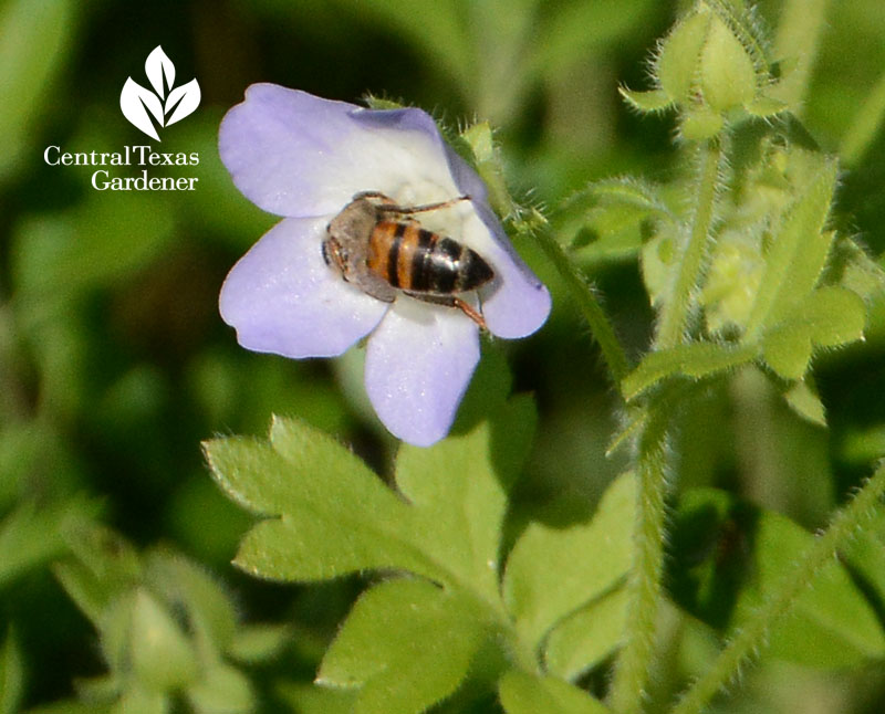 bee on native baby blue eyes wildflower Central Texas Gardener