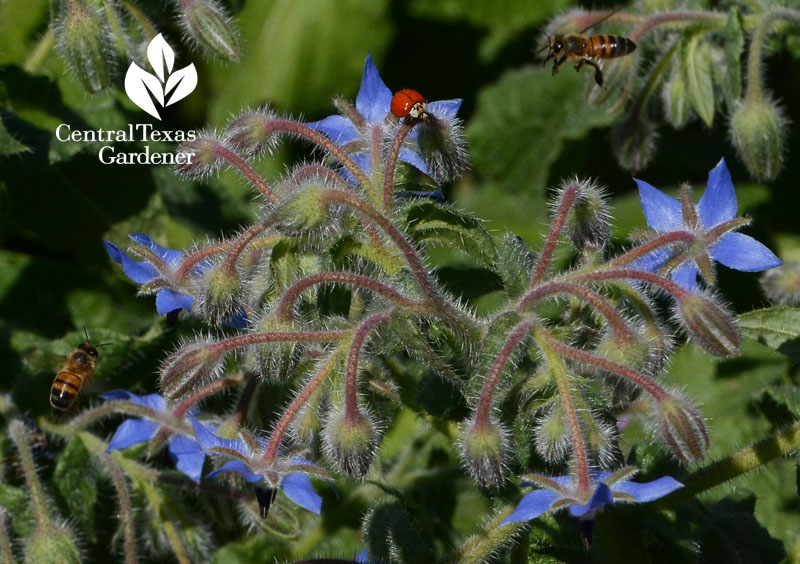 bees and lady bug on borage Central Texas Gardener
