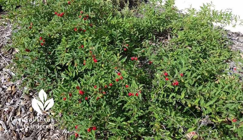 dwarf Barbados cherry Central Texas Gardener