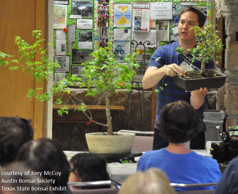 Austin Bonsai Society workshops Central Texas Gardener