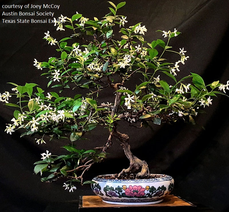 Confederate jasmine bonsai Austin Bonsai Society Central Texas Gardener