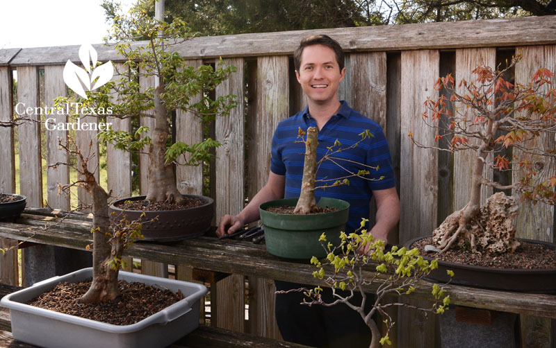 Jonathan Wood trident maple bonsai Central Texas Gardener
